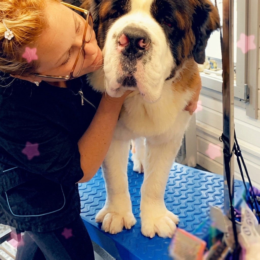 A groomer carefully scissoring a cockapoo's coat on the grooming table
