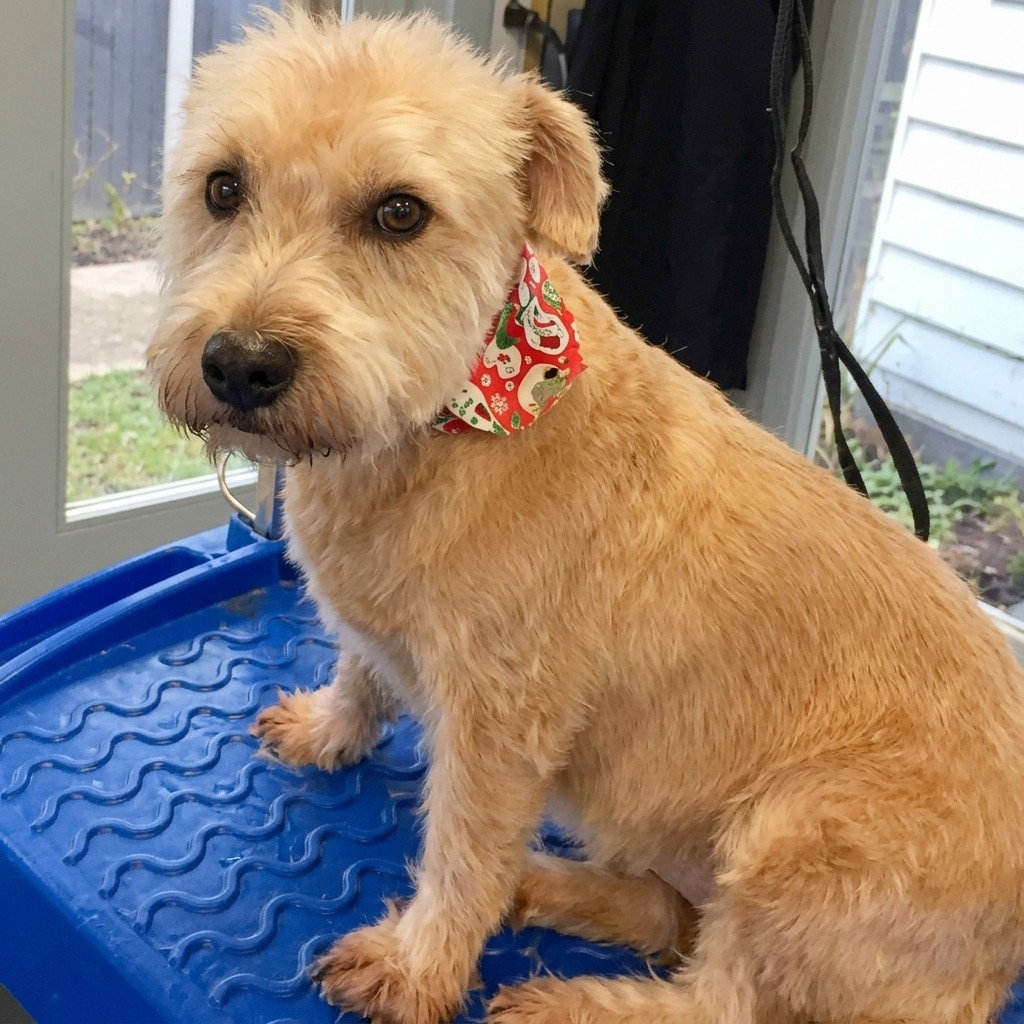 Norwich Terrier cross groomed at Ridgeway Dog Grooming Studio, Crawley