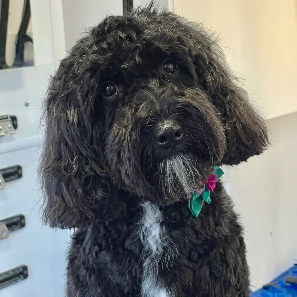 Cockapoo groomed at Ridgeway Dog Grooming Studio, Crawley