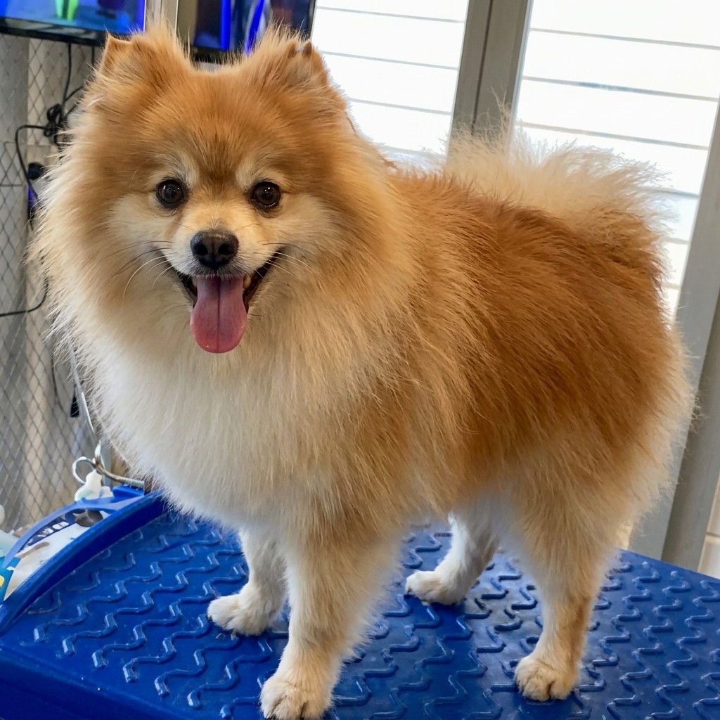 Pomeranian groomed at Ridgeway Dog Grooming Studio, Crawley