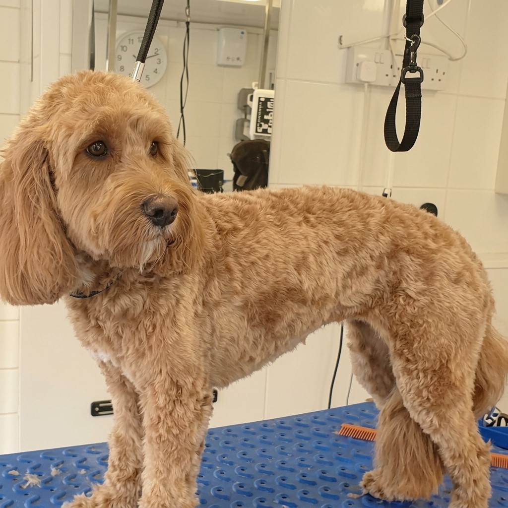 Mini Cockapoo groomed at Ridgeway Dog Grooming Studio, Crawley