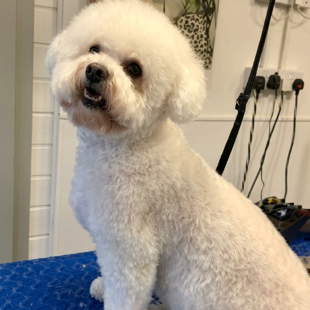 Bichon groomed at Ridgeway Dog Grooming Studio, Crawley