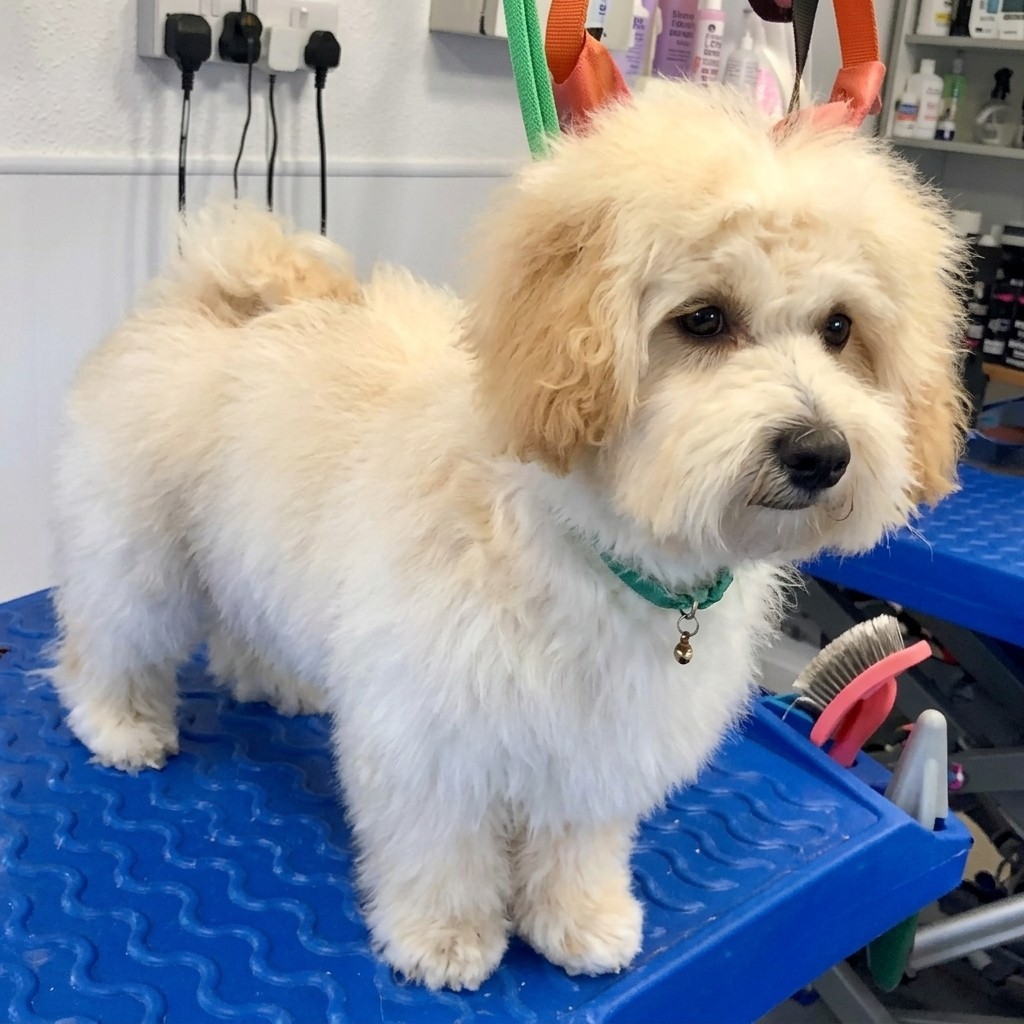 A puppy being gently brushed at its first grooming visit