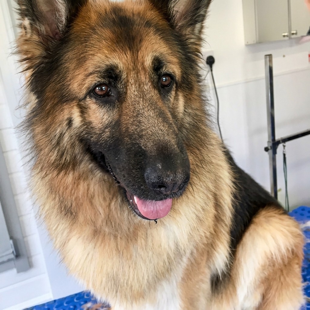 German Shepherd groomed at Ridgeway Dog Grooming Studio, Crawley