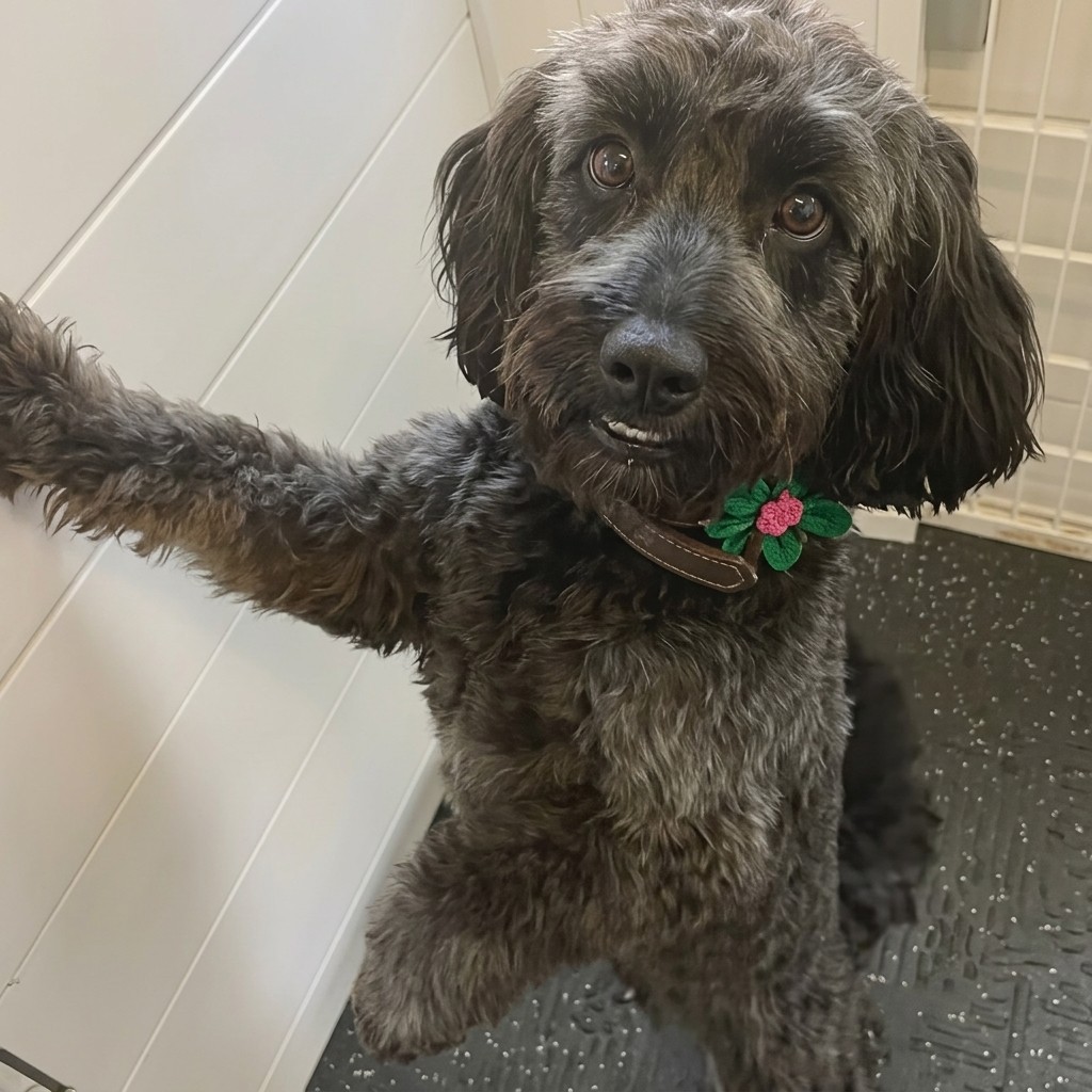 Parson Terrier cross groomed at Ridgeway Dog Grooming Studio, Crawley