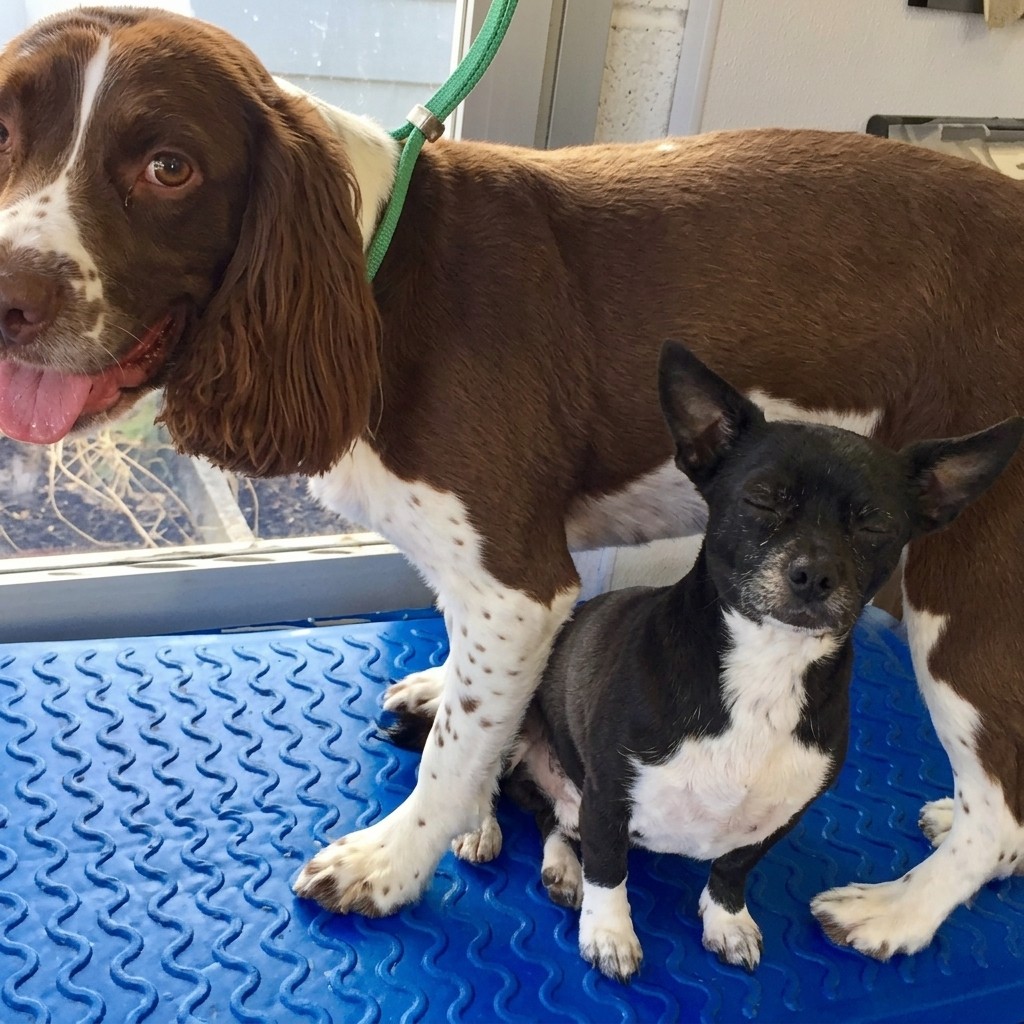 Spaniel groomed at Ridgeway Dog Grooming Studio, Crawley
