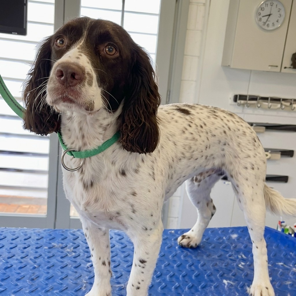 Spaniel groomed at Ridgeway Dog Grooming Studio, Crawley