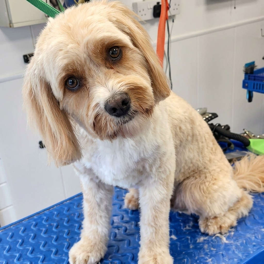 Cavapoo groomed at Ridgeway Dog Grooming Studio, Crawley