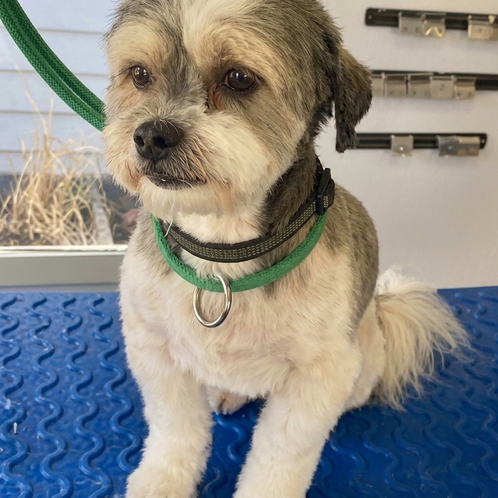 Shih Tzu groomed at Ridgeway Dog Grooming Studio, Crawley