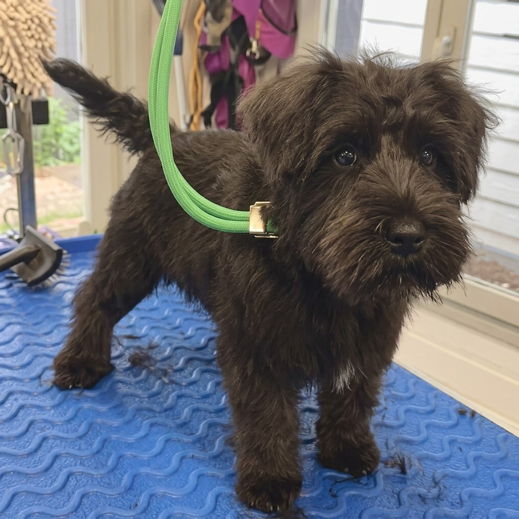 Lola groomed at Ridgeway Dog Grooming Studio, Crawley