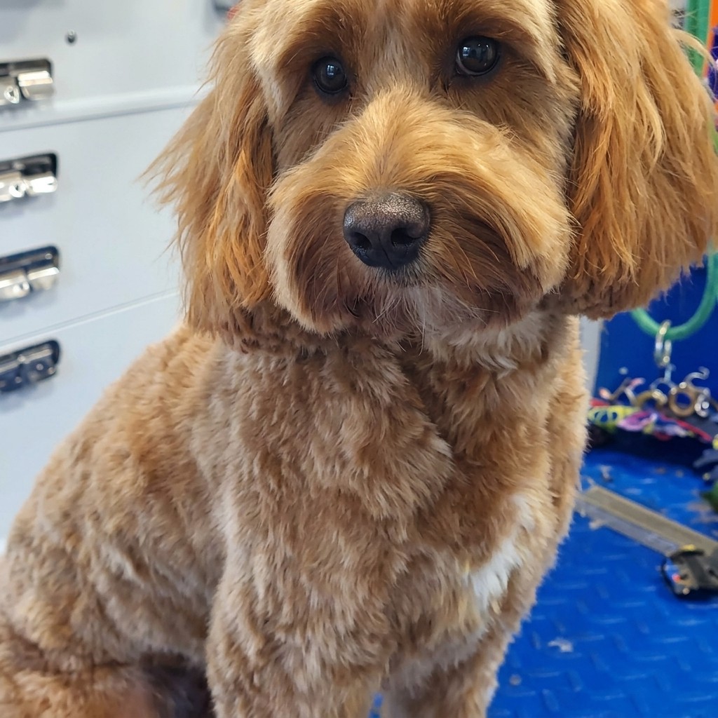 Cockapoo groomed at Ridgeway Dog Grooming Studio, Crawley