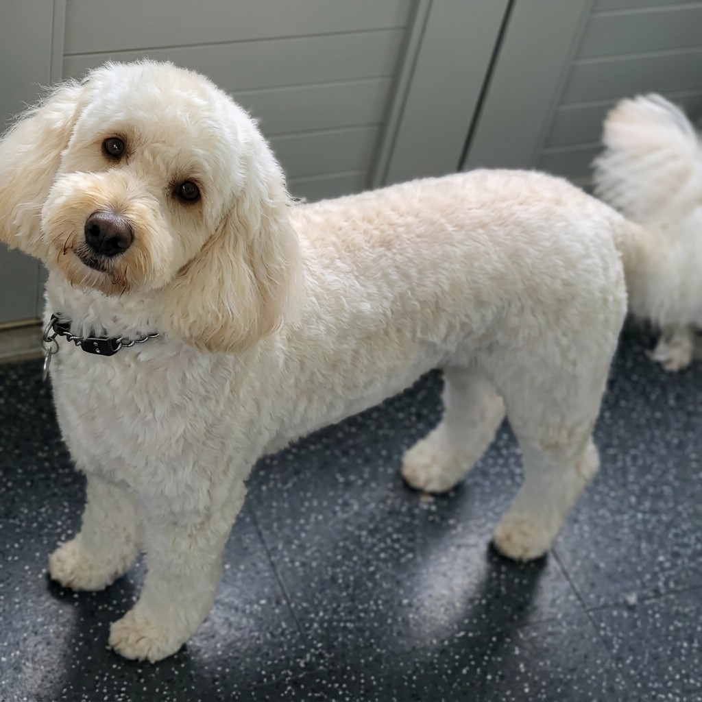 Cockapoo groomed at Ridgeway Dog Grooming Studio, Crawley