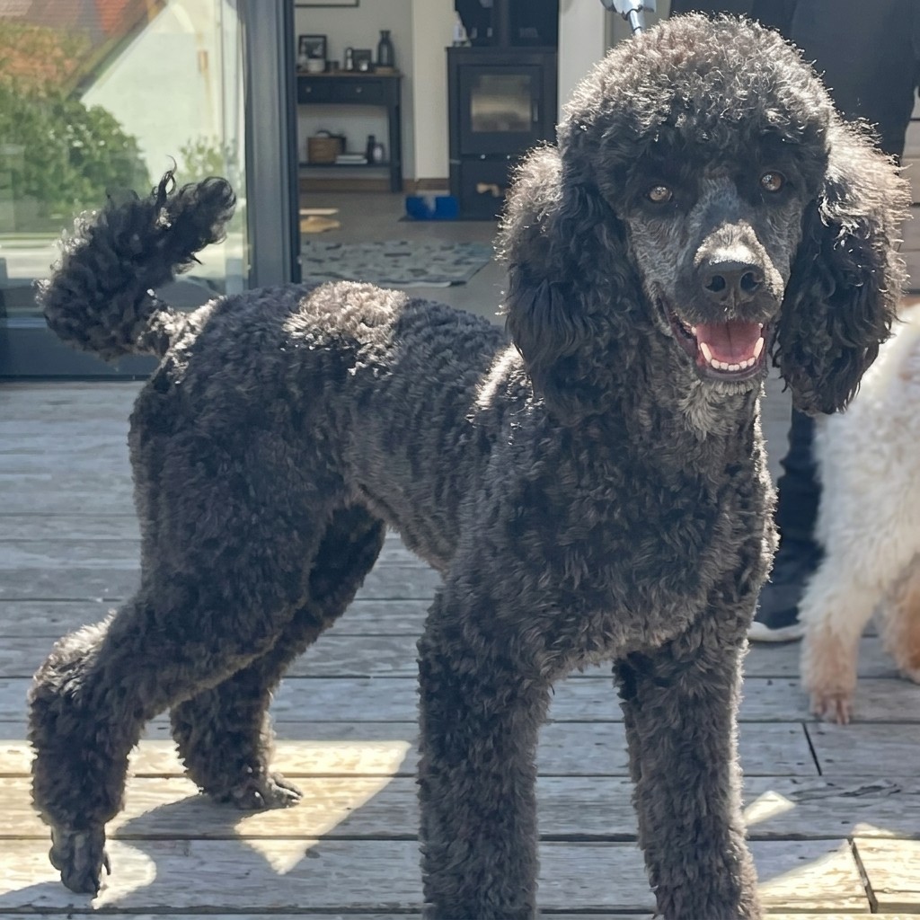 Standard Poodle groomed at Ridgeway Dog Grooming Studio, Crawley