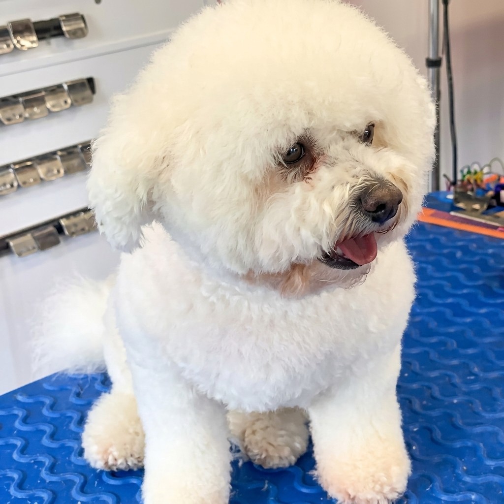 Bichon groomed at Ridgeway Dog Grooming Studio, Crawley