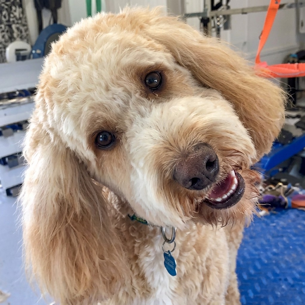 Cockapoo groomed at Ridgeway Dog Grooming Studio, Crawley