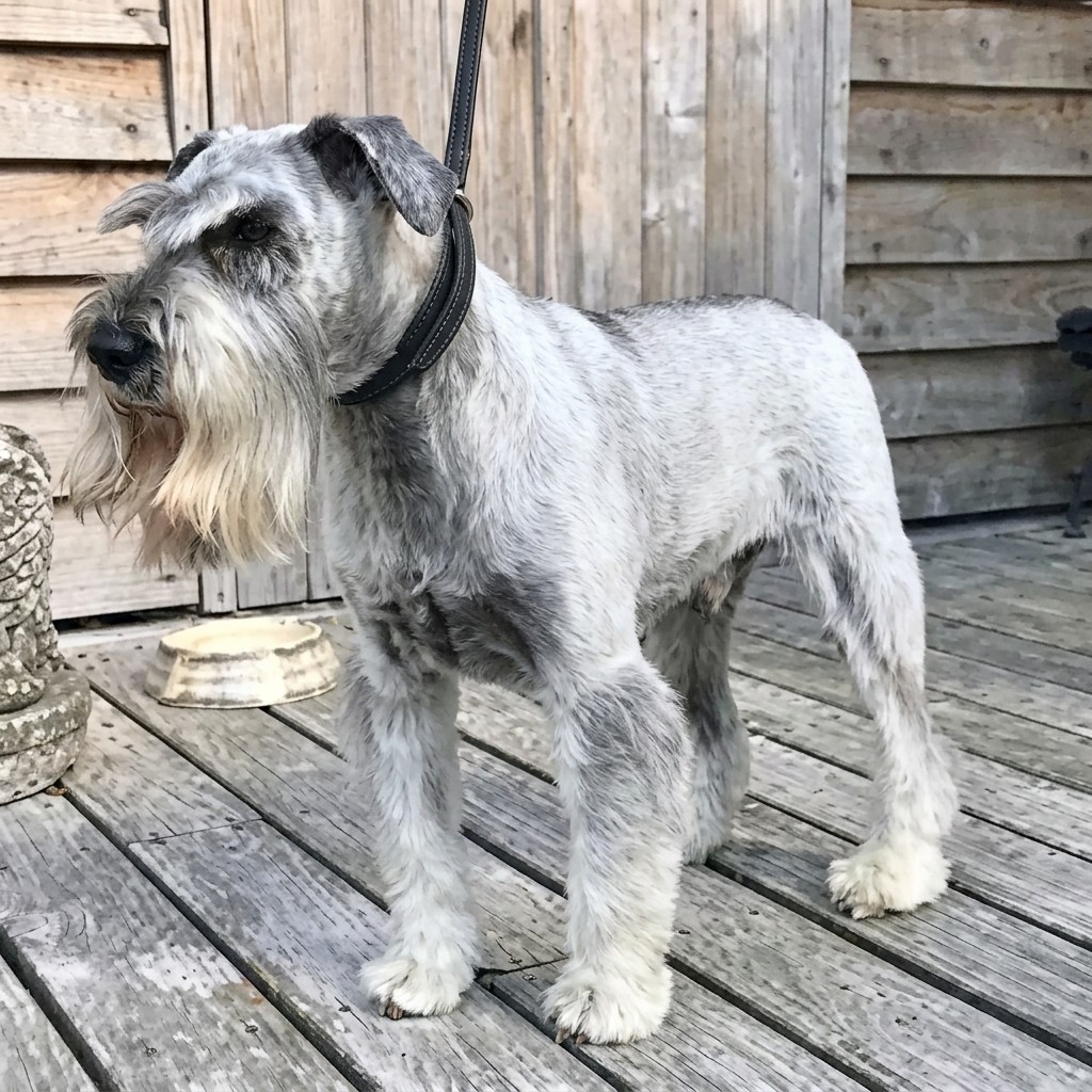 Standard Schnauzer groomed at Ridgeway Dog Grooming Studio, Crawley