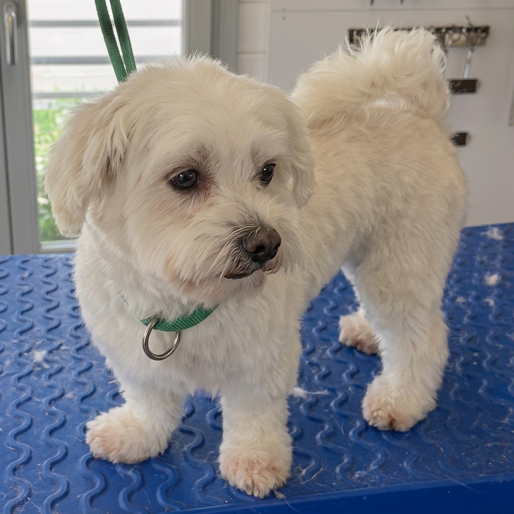 Bichon x Yorkie groomed at Ridgeway Dog Grooming Studio, Crawley