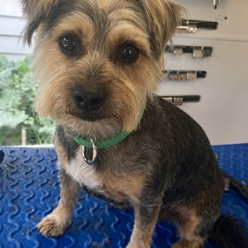 Jack Russell cross groomed at Ridgeway Dog Grooming Studio, Crawley