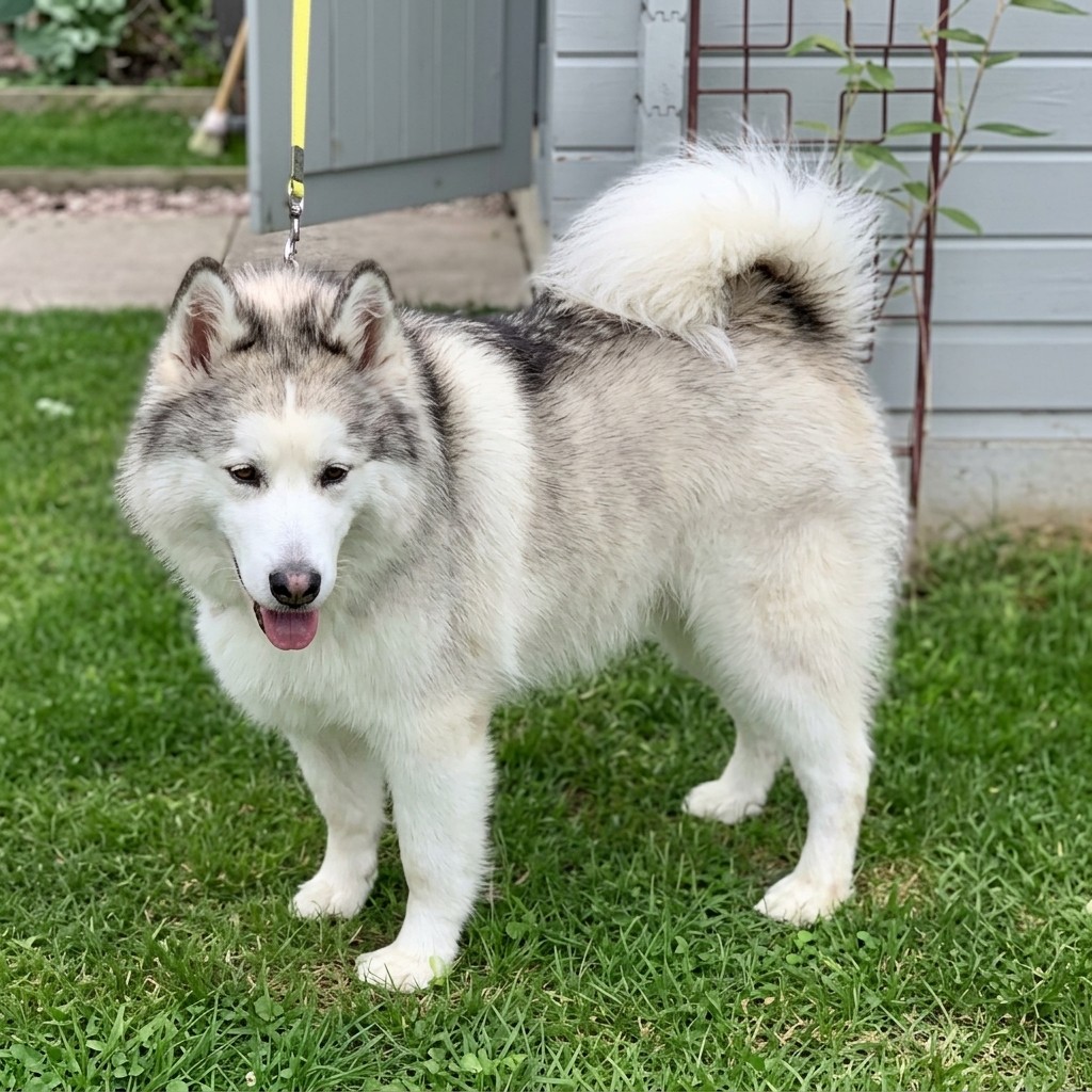 Malamute groomed at Ridgeway Dog Grooming Studio, Crawley