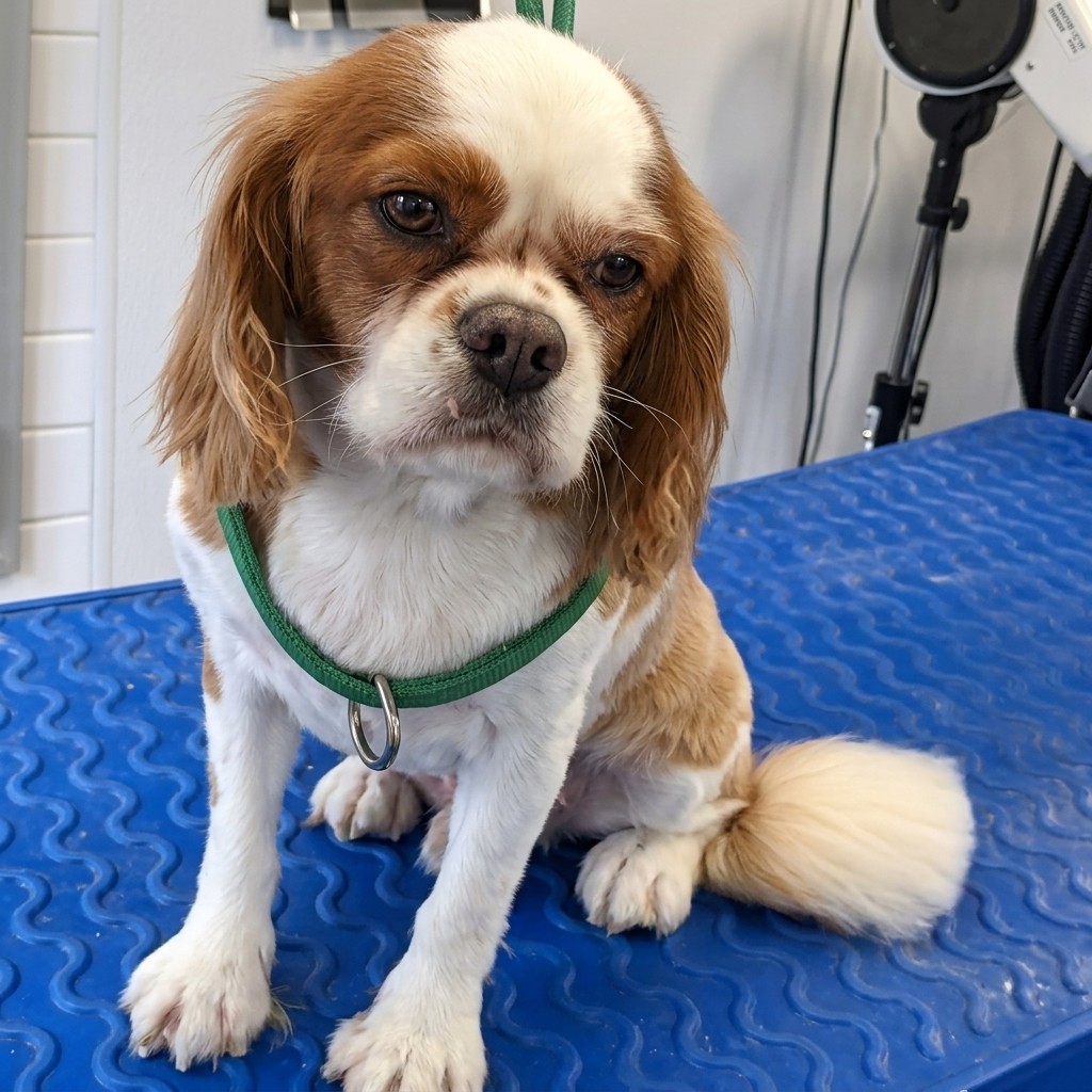 Cavalier King Charles Spaniel groomed at Ridgeway Dog Grooming Studio, Crawley