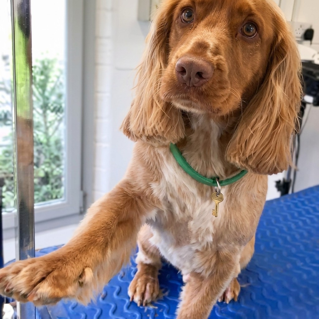 Spaniel groomed at Ridgeway Dog Grooming Studio, Crawley
