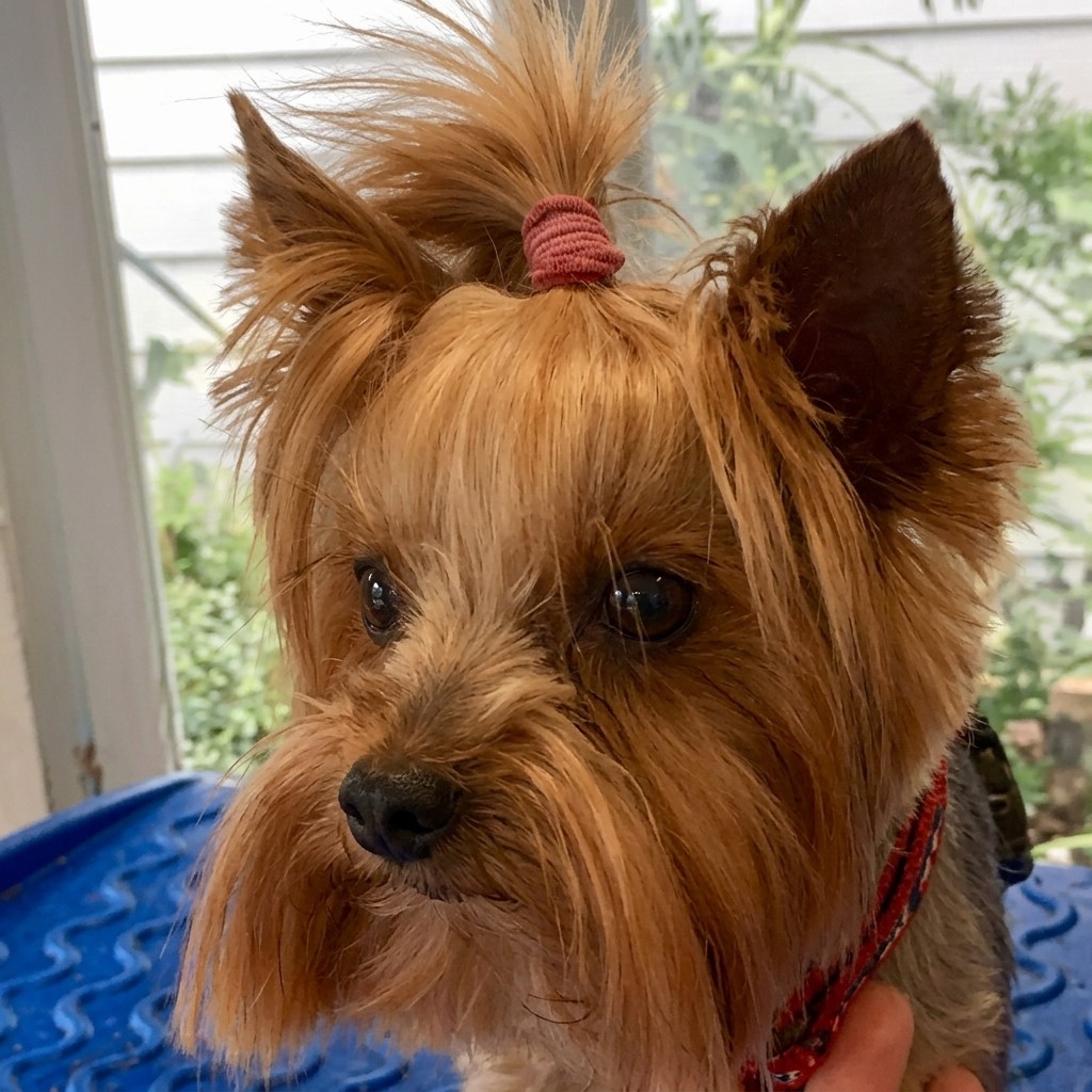 Long Yorkie groomed at Ridgeway Dog Grooming Studio, Crawley