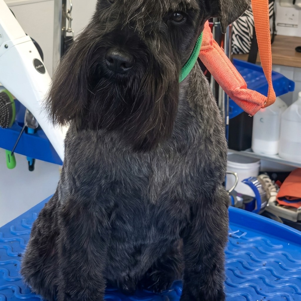 Mini Schnauzer groomed at Ridgeway Dog Grooming Studio, Crawley