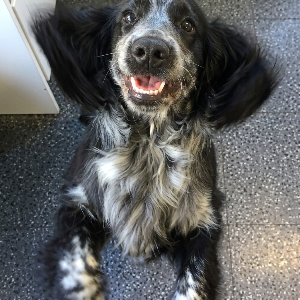Spaniel groomed at Ridgeway Dog Grooming Studio, Crawley