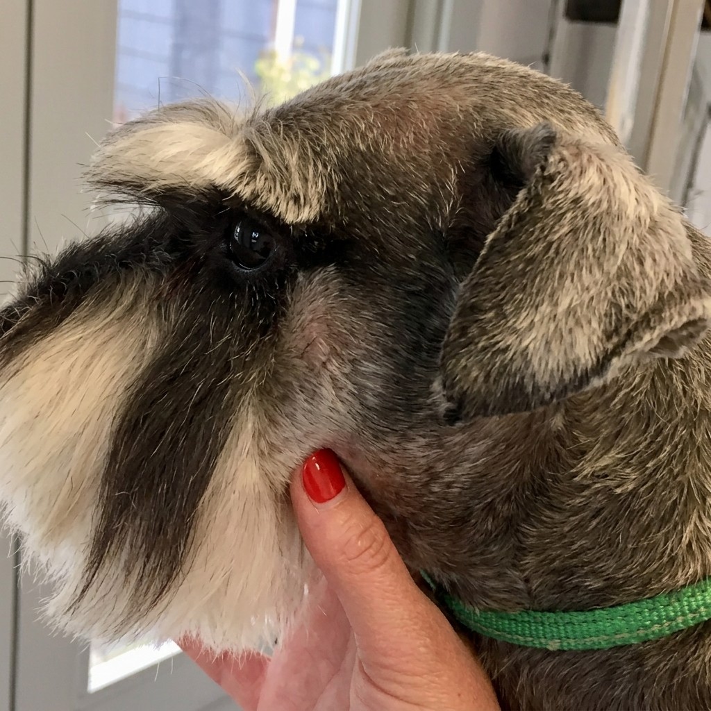 Mini Schnauzer groomed at Ridgeway Dog Grooming Studio, Crawley