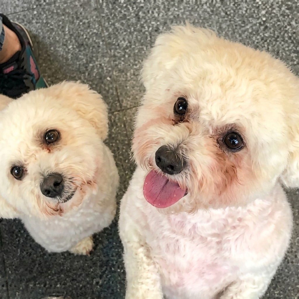 Bichons groomed at Ridgeway Dog Grooming Studio, Crawley