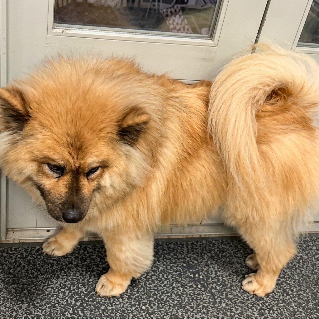Eurasier groomed at Ridgeway Dog Grooming Studio, Crawley