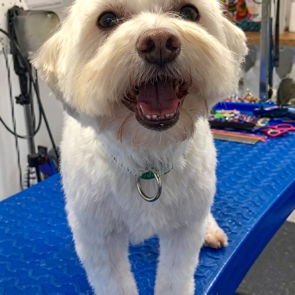 Romanian rescue groomed at Ridgeway Dog Grooming Studio, Crawley