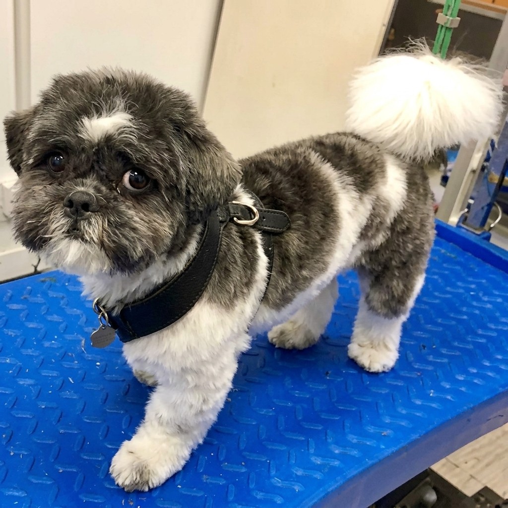 Shih Tzu groomed at Ridgeway Dog Grooming Studio, Crawley