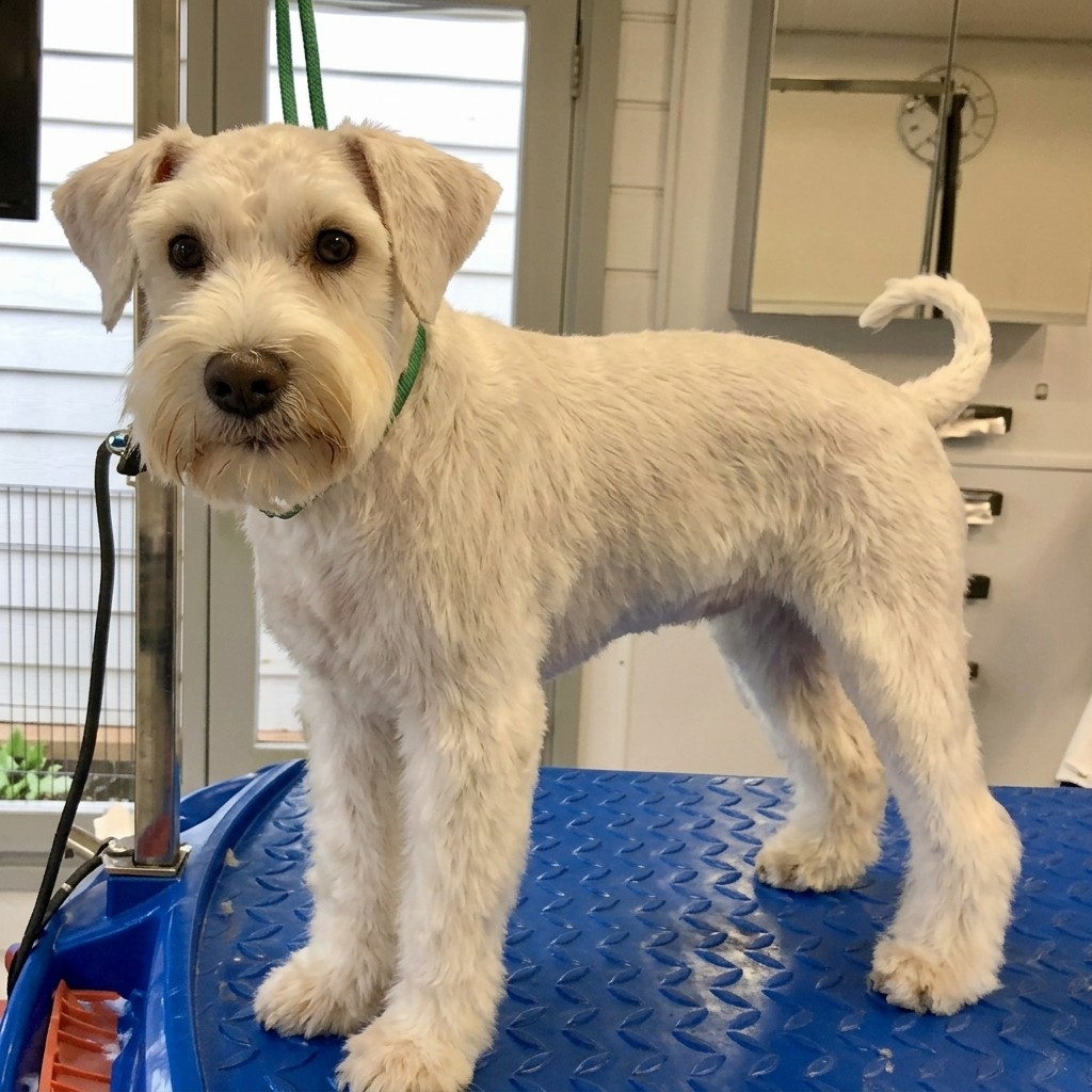 Mini Schnauzer groomed at Ridgeway Dog Grooming Studio, Crawley