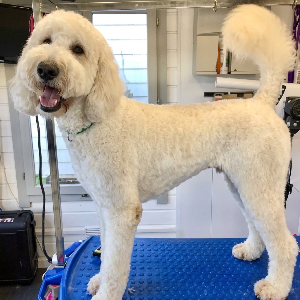 Labradoodle groomed at Ridgeway Dog Grooming Studio, Crawley