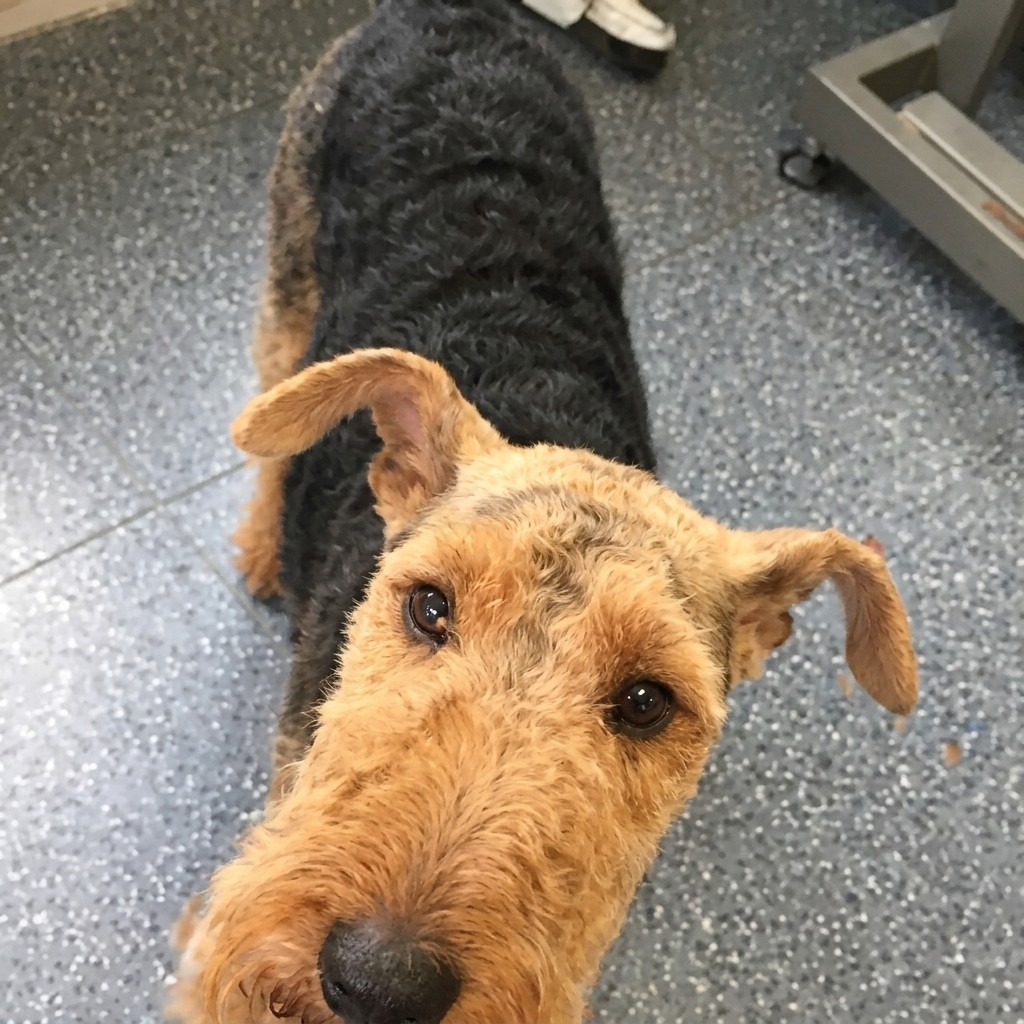 Welsh Terrier groomed at Ridgeway Dog Grooming Studio, Crawley