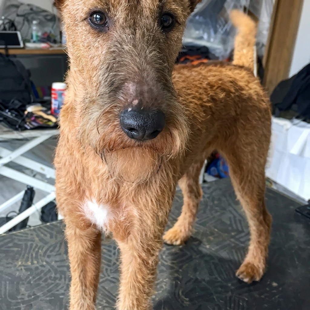 Irish Terrier groomed at Ridgeway Dog Grooming Studio, Crawley