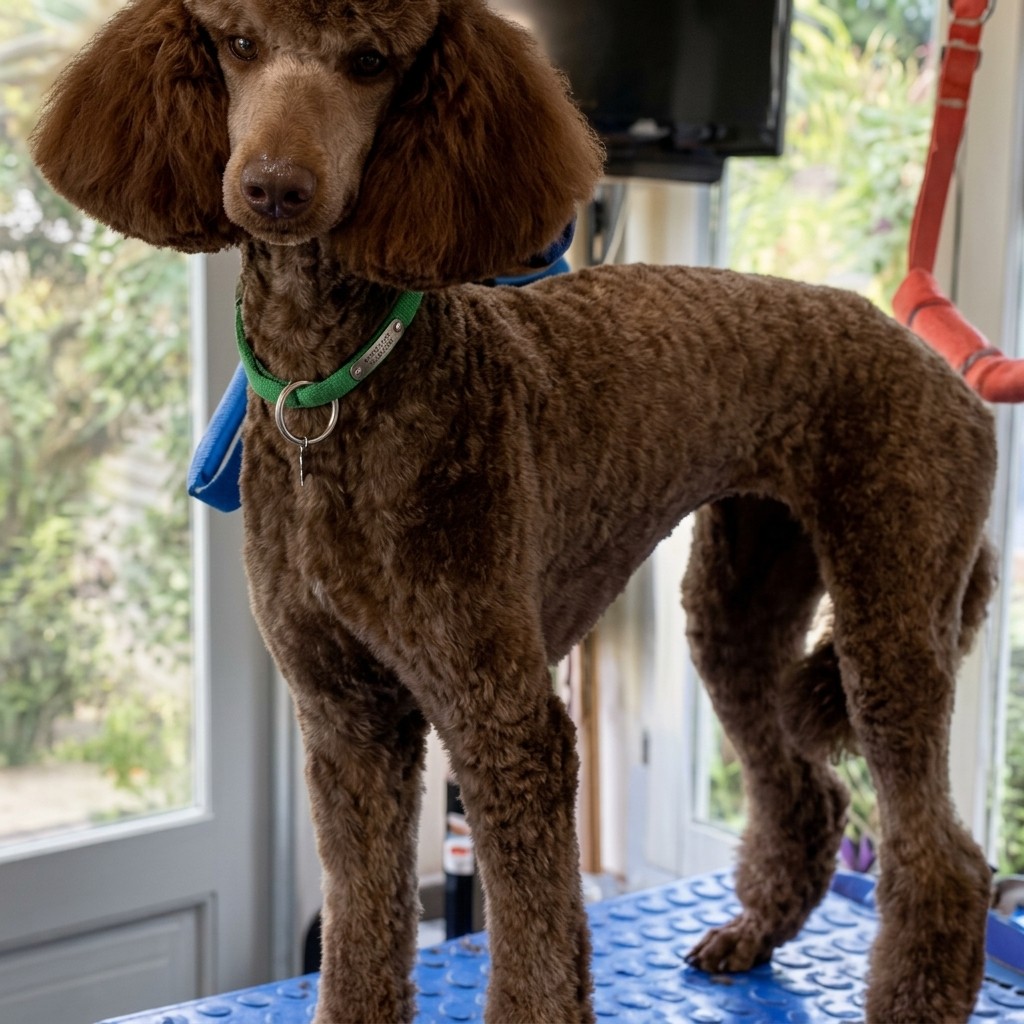 Standard Poodle groomed at Ridgeway Dog Grooming Studio, Crawley