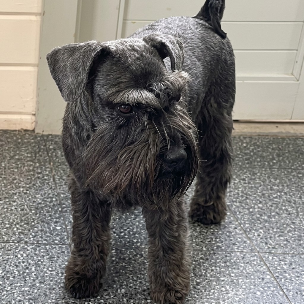 Mini Schnauzer groomed at Ridgeway Dog Grooming Studio, Crawley